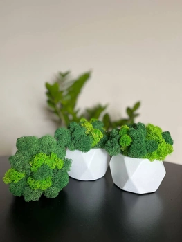 Набор 3 кашпо со стабилизированным мхом микс зелёный салатовый 6*7 см