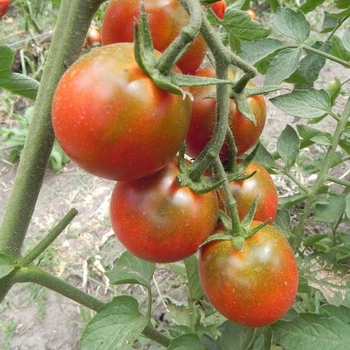 Семена томата Eggplant (Баклажан) 10 семян OGOROD