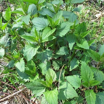 Семена норичника узловатого (Scrophularia nodosa) 100 семян OGOROD