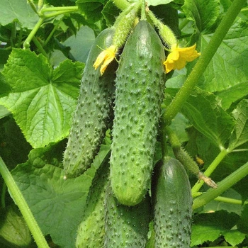 Семена огурца Вязниковский-37 10 семян OGOROD