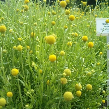 Насіння суничної трави (Cephalophora aromatica) 0,005 грама OGOROD
