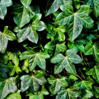 Плющ Hedera Wonder 0,5л