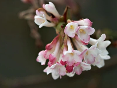 Калина боднантенская Чарльз Ламонт / Viburnum bodnantense Charles Lamond С7.5/ Н 100-110