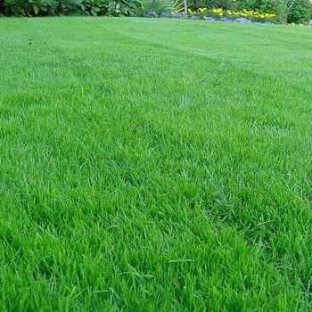 Семена Green Home Универсальная газонная трава 2 кг