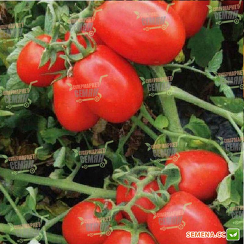 Насіння томатів Lark Seeds 8504 f1 500 насінин