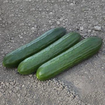 KS 930 F1 100 шт Kitano Seeds Огірок Самозапильний Насіння (Огурец Самоопыляемый Семена)