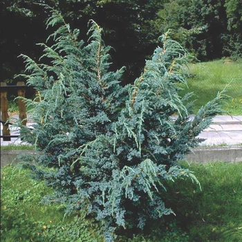 Можжевельник Мейери