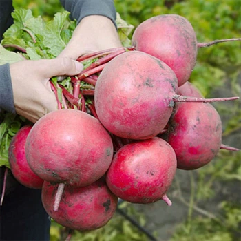 Cемена редьки Kitano Seeds Кс 2078 f1 бордовая 50 г