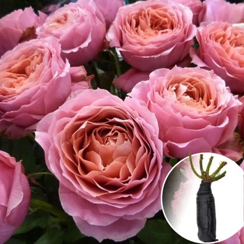 Роза Romantic Antike саджанець у плівці Matla Flowers