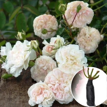 Троянда Swany (Свані) саджанець в плівці Matla Flowers
