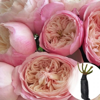 Роза Constance саджанець у плівці Matla Flowers