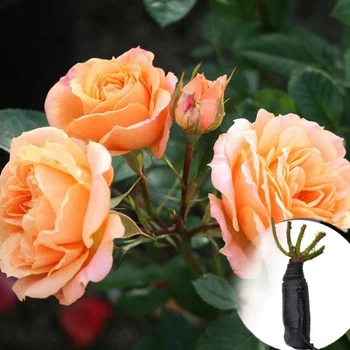 Роза Clementine саджанець у плівці Matla Flowers