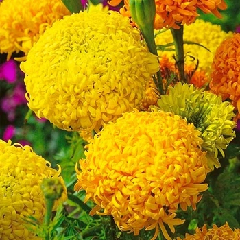 Чорнобривці Фантастик Mix Різнокольоровий Florium (726805)