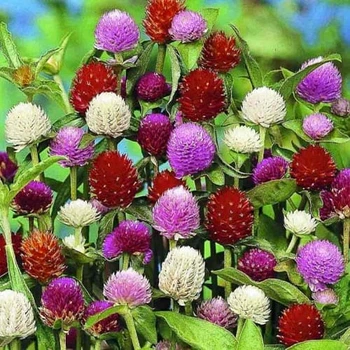 Гомфрена смесь Florium (726819)