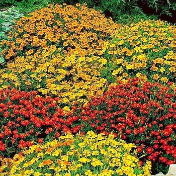 Насіння Чорнобривці Старий Файєр Різнокольоровий Florium (726652)