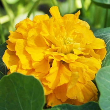 Настурция большая Золотистая махровая Florium (726847)