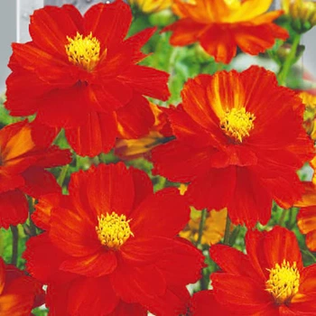 Космея красная Florium (726836)
