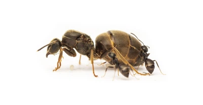 Колония муравьев чёрных муравьев (Lasius niger) для муравьиной фермы с кормами