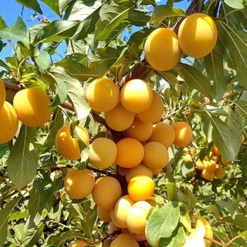 Саджанець Аличі Гек (2-х років)