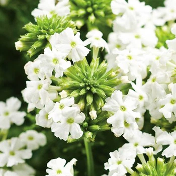 Вербена гібридна Біла Білий, бежевий, кремовий Насіння Florium (726769)