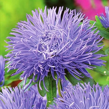 Насіння Астра голчаста Еля Синій Florium (726503)
