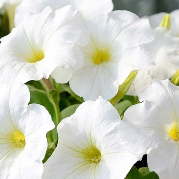 Петуния крупноцветковая Белая Florium (725044)