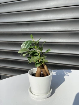 Фікус Бонсай Bonsai Ficus, висота 15 см 764
