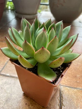 Суккулент Эхеверия Пулидонис (Echeveria Pulidonis), контейнер 9*9*10 см (s055m)