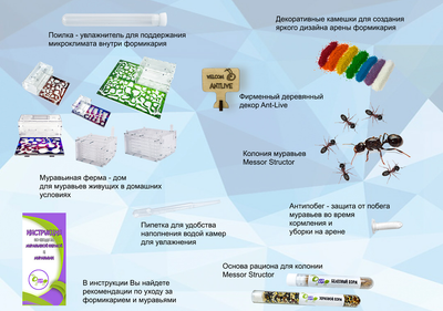 Муравьи + Формикарий