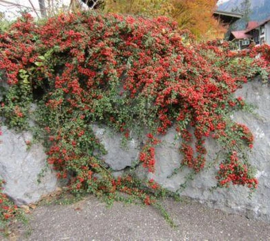 Кизильник Даммера / Cotoneaster dammeri С4/H30-40