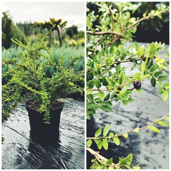 Жимолость блискуча Мейгрюн /Lonicera nitida 'Maigrün' C4 Н20-30
