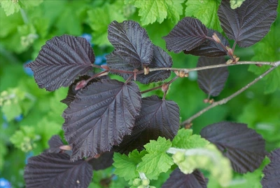 Лещина большая Пурпуреа / Corylus maxima Purpurea С60 h-200