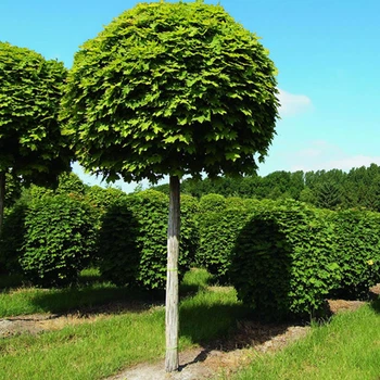 Клён остролистый Глобозум (штамб) / Acer platanoides Globosum С45 Ра180 Н260 обх.6-8