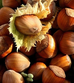 Лещина 'Ségorbe' / Corylus 'Ségorbe' С7.5 /Н 80-100