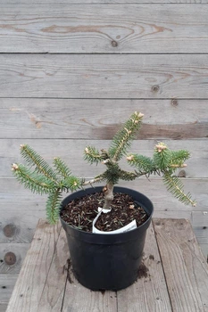 Ялиця іспанська Aurea / Abies pinsapo Aurea С3 Н20
