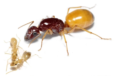 Экзотические золотые муравьи (Camponotus Fedtschenkoi) для муравьиной фермы с кормами