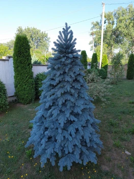 Лита ялинка Ковалівська 2,5 м Блакитний (Ковал.Г-250)