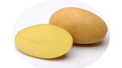 Картофель семенной Сюзанна Europlant 1 репродукция 20 кг (85065512220)