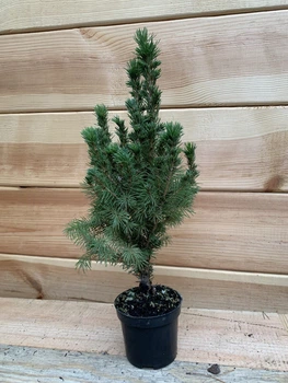 Ель Glauca Conica, высота 40-45см, объем горшка 1л (RG671)
