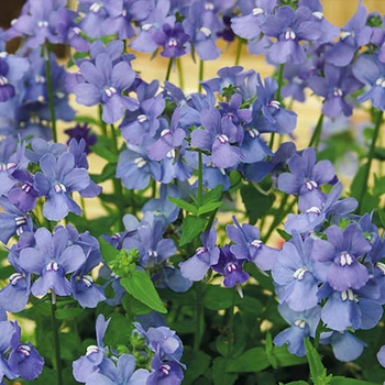 Немезия зубовидная Голубой клад Florium (726841)