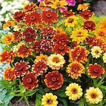Циния Персидский ковер смесь Florium (726864)