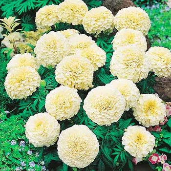 Чорнобривці Білий куля Білий, бежевий, кремовий Насіння Florium (726647)