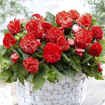 Бегонія Marmorata Різнобарвний Цибулини Florium (204013)