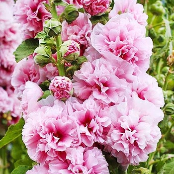 Мальва махрова Рожева Рожевий Насіння Florium (728167)
