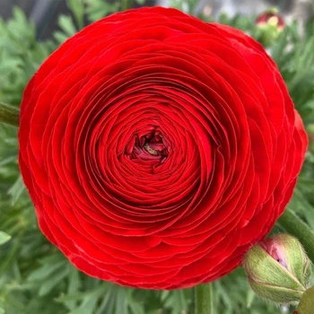 Лютик Ranunculus Tomer Red луковиця Matla Flowers