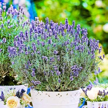 Лаванда Dwarf Blue Вузьколиста Фіолетовий Саджанці Florium