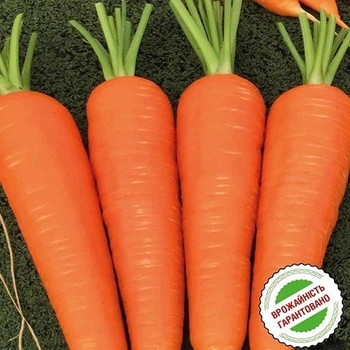 семена Морковь Абако F1 1г Seminis