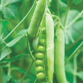 насіння Горох Сомервуд 8г Syngenta