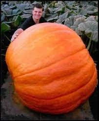 семена Тыква Желтый центнер 100г Hortus