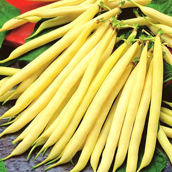 насіння Квасоля спаржева Бергольд 30г Hortus